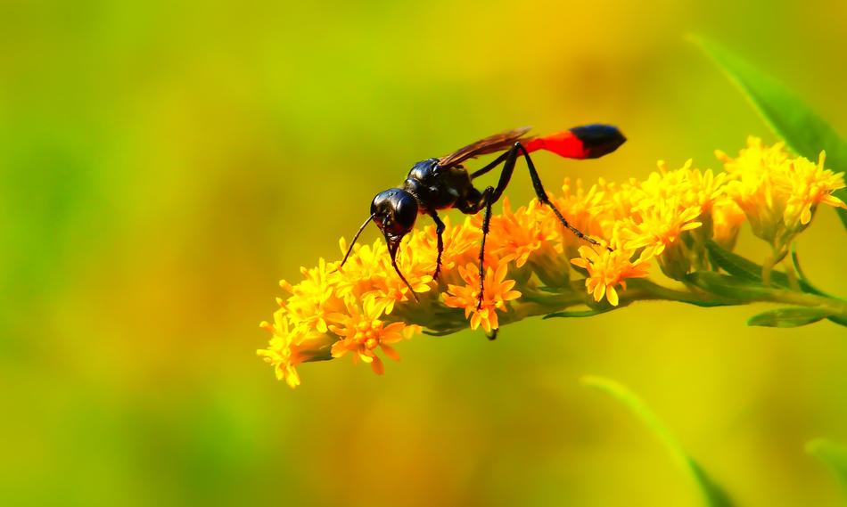 small Błonkówka Insect