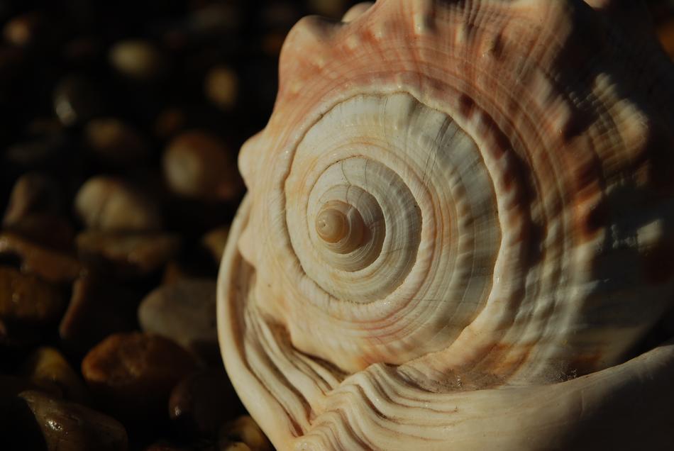 wonderful seashell