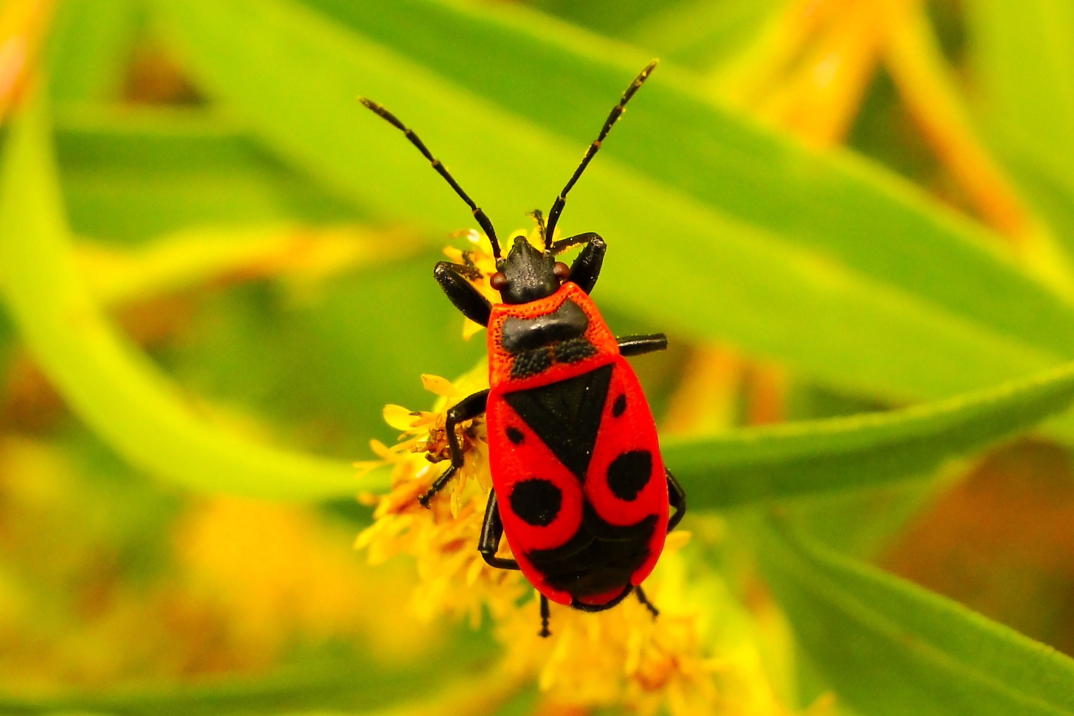 european-firebug-macro-free-image-download