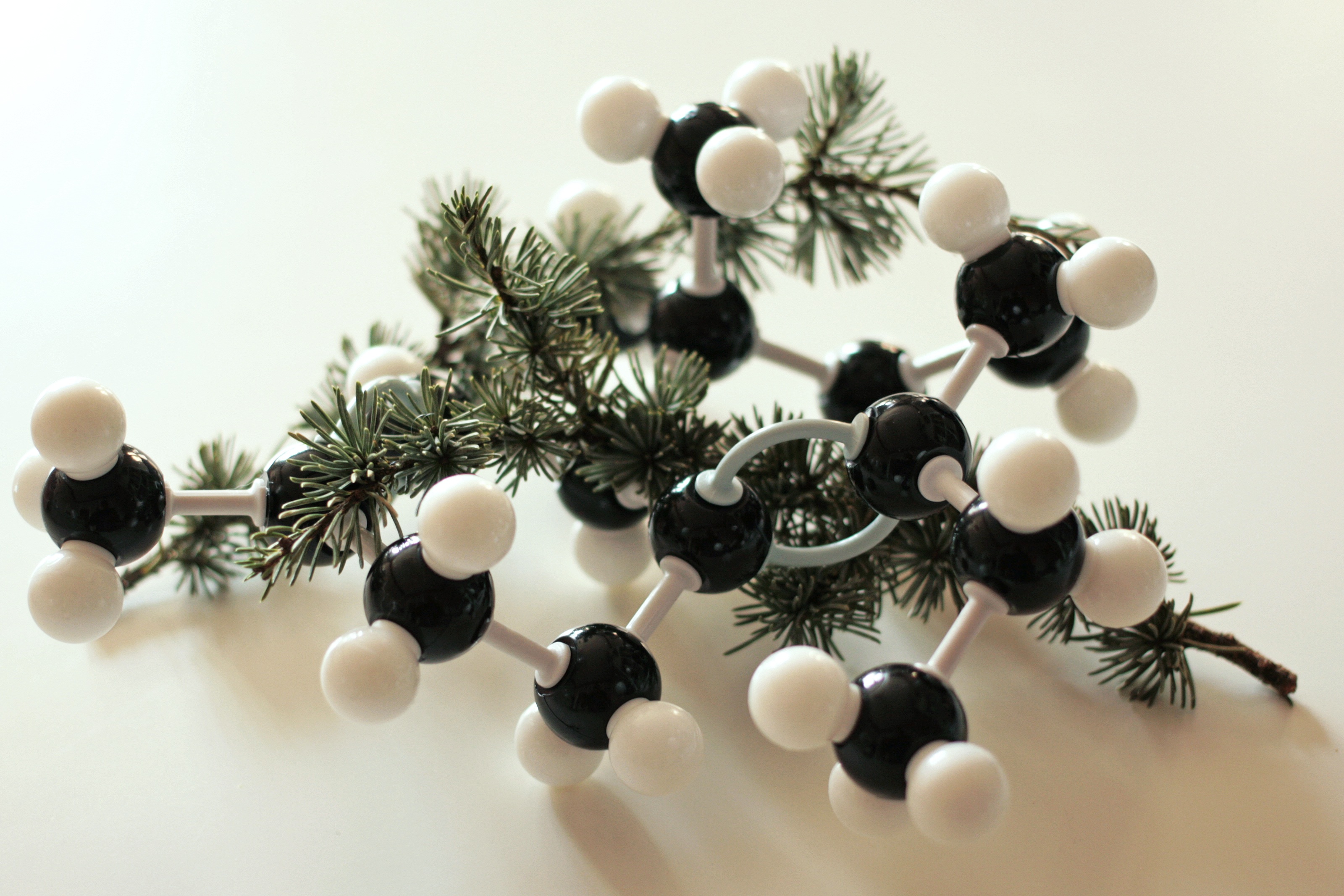 Beta-Himachalene Molecule model over cedar twig free image download