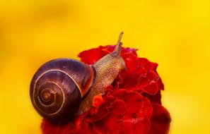 snail on a red flower on a yellow background