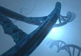 deoxyribonucleic acid double