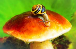 snail on brown mushroom close-up