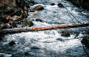 Log Tree river