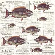 fish against current fantasy drawing
