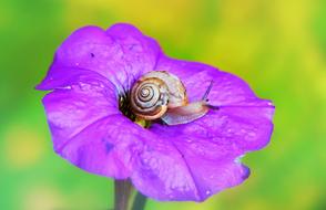 Zaroślarka Molluscs Flower
