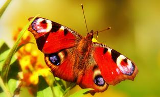 Beautiful, colorful and patterned peacock butterfly on the plant with yellow and red flowers