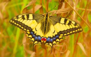 Swallowtail Butterfly on dry grass