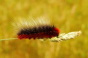 Kai Caterpillar red