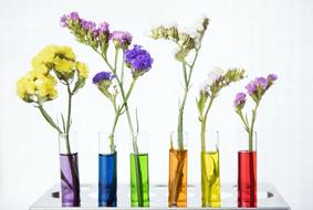 Flowers in Vases with colored liquid