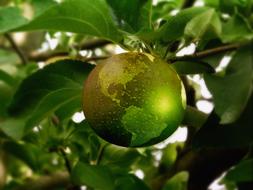 green apple in the shape of the earth