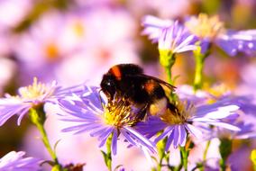 Bumblebee feeding on aster Flowers