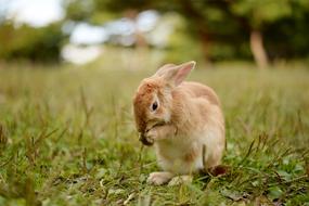 beige bunny on a glade in the forest
