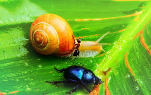 snail with red ant near beetle on green leaf