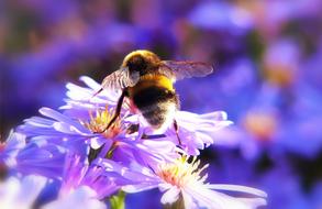 nice Bumblebee Gas