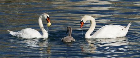 watee birds Landscape