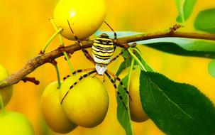 striped yellow spider on fruits, macro