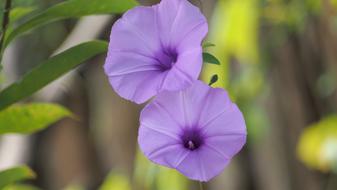 Purple Flowering in Grass