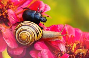 Forest Beetle and Molluscs on colorful flowers