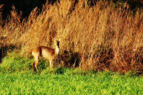 wild roe deer in Germany