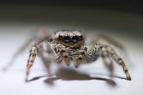 Close-up of the colorful, hairy spider, with the glossy ice, in light, near the shadow