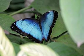 Butterflies Bug