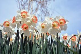 lot of daffodils at sky background