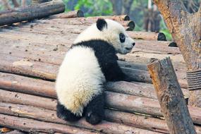 little panda on logs at the zoo in Chengdu, China