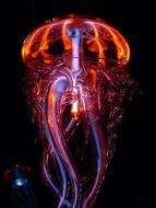 Colorful and beautiful Luminous jellyfish, among the darknes