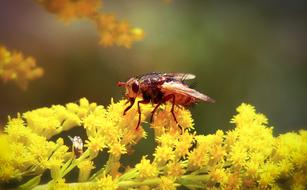 Rusty Insect yellow