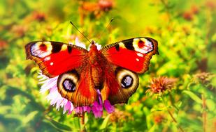 colorful butterfly peacock on green plants in nature