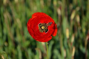 Bee on red Plant Poppy