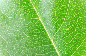 green bright Isolated Leaf