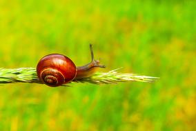ZaroÅlarka Total Snail