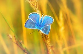 blue Polyommatus Icarus Tom Insect