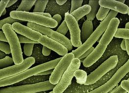 green virus bacteria