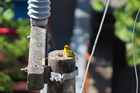 small yellow bird on an electric pole