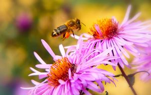 small Bee Miodna Insect