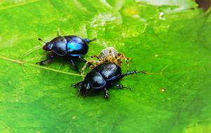 Forest Beetle Insects and spider on the leaf
