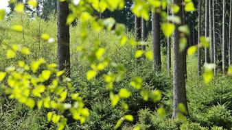 Forest Trees green yellow