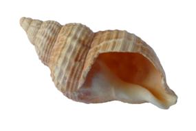 Shell Clam