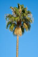 palm tree with green leaves on a blue sky background