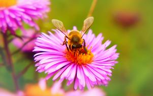 nice Bee Miodna Insect