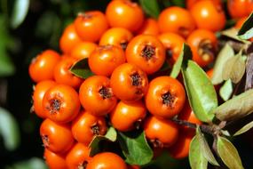 Beautiful, shiny, orange fruits and colorful leaves