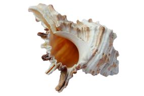 Beautiful colorful shell on white background