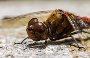 dragonfly with brown eyes, close-up