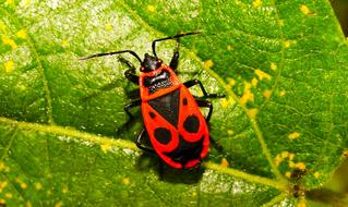 Close-up of the orange and black insect, on the beautiful, green and yellow leaf, in sunlight