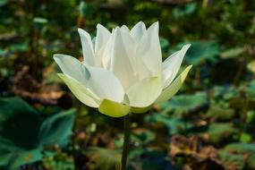 white aquatic lotus