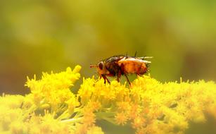 Rusty Insect Muchówka