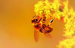 bee on a yellow inflorescence in a blurred background